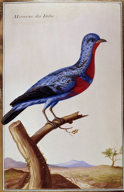 Ornitologi: en sparv från Inderna. Plåt från 1700-talet. Paris, B.N. av Unknown artist