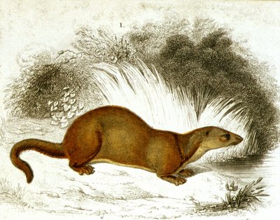 Otter - färggravyr. 1800-talsgravyr. av Unknown artist