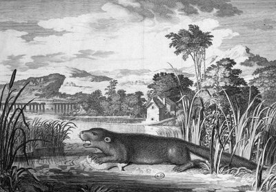 Otter - gravyr av Unknown artist
