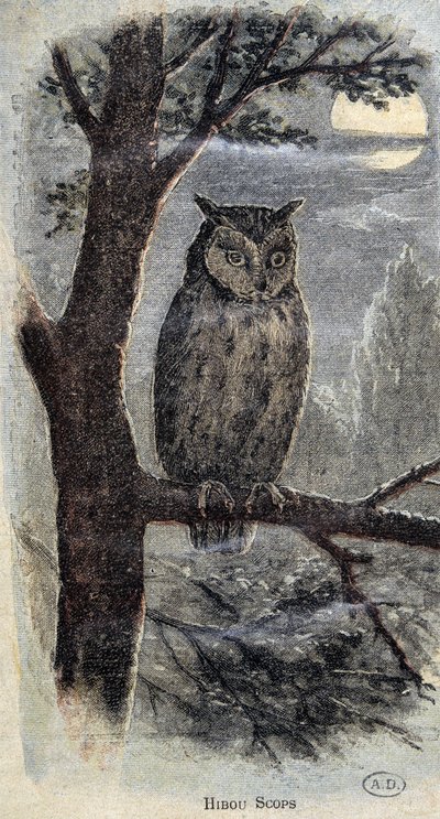Uggla av Unknown artist