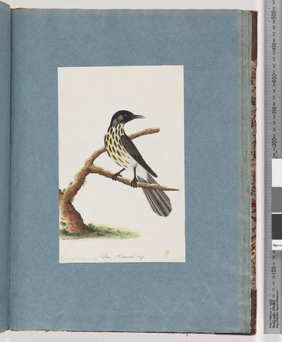 Sida 100. New Holland Honeyeater. Certhia Nova Hollandiae av Unknown artist