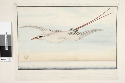 Sida 101. Tropic Bird of? Alma do Comtre, Mastre?. Från näbbspetsen till gumpen 18 tum, från gumpen till slutet av svansen 18 tum, från ytterkanten av vingarna 4 fot 2 tum. Hela fågeln är täckt med en blomning som inte visas i av Unknown artist