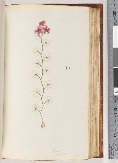 Sida 103. Drosera peltata av Unknown artist