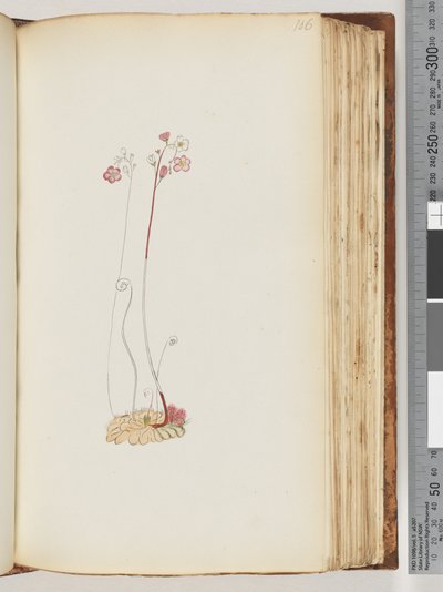 Sida 106. Ingen inskription, ritning ofullbordad av Unknown artist