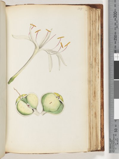 Sida 108. Lily av Unknown artist