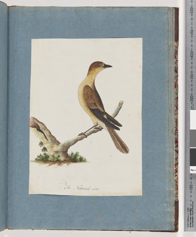 Sida 109. Oidentifierad fågel av Unknown artist