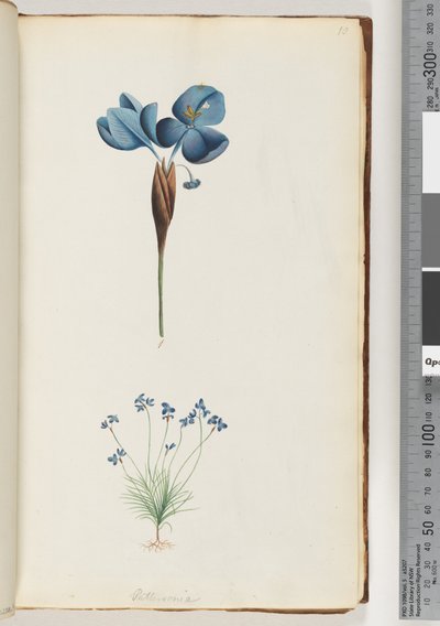 Sida 10. Pattersonia av Unknown artist