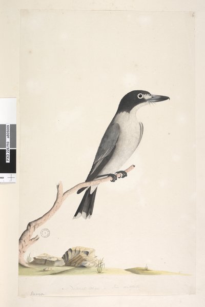 Sida 10. Vanga. i nedre mitten i annan hand Naturlig storlek, iris tveksam Grå Butcherbird Cracticus torquatus hane, 1791-92 av Unknown artist