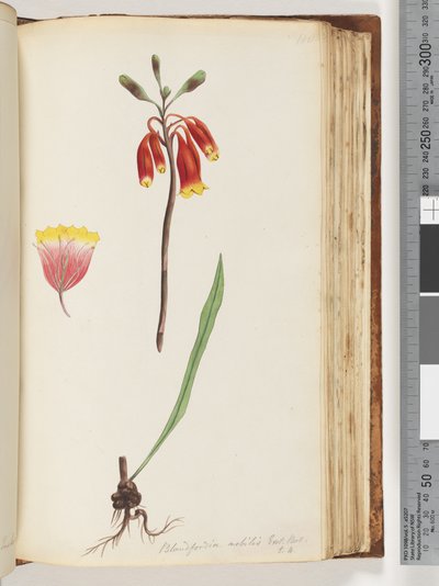 Sida 110. Blandfordia nobilis Exot. Bot / t. 4. Julklocka av Unknown artist
