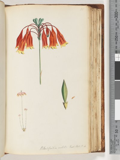 Sida 111. Blandfordia nobilis Exot. Bot. t. 4. Julklocka av Unknown artist