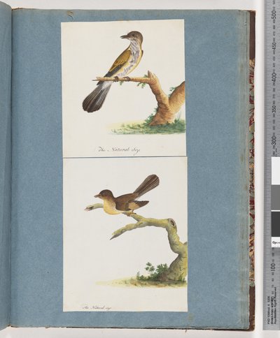 Sida 111. Oidentifierad fågel. 112. Oidentifierad fågel. av Unknown artist
