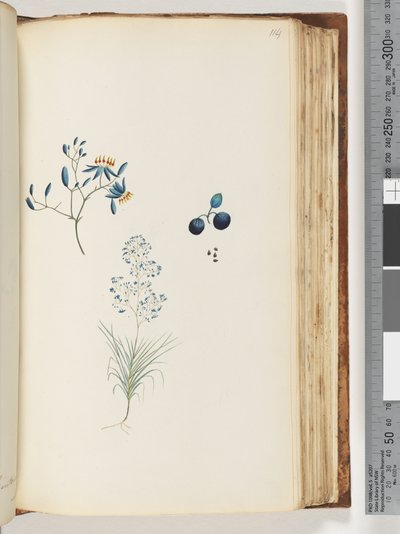 Sida 114. Namnlös blommande växt av Unknown artist