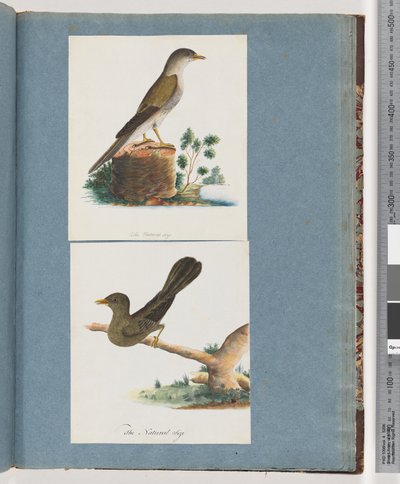 Sida 115. Oidentifierad fågel. 116. Bell, bergsman av Unknown artist