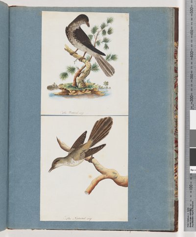 Sida 119. Oidentifierad fågel. 120. Oidentifierad fågel av Unknown artist