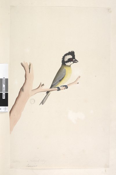Sida 11. Lanius. ovan titel i annan hand oktober. Naturlig storlek Creed Shrike, Mes Falcunculus frontatus, 1791-92 av Unknown artist