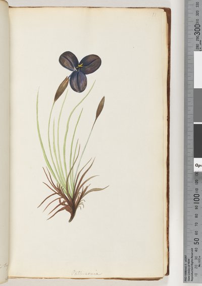 Sida 11. Pattersonia av Unknown artist