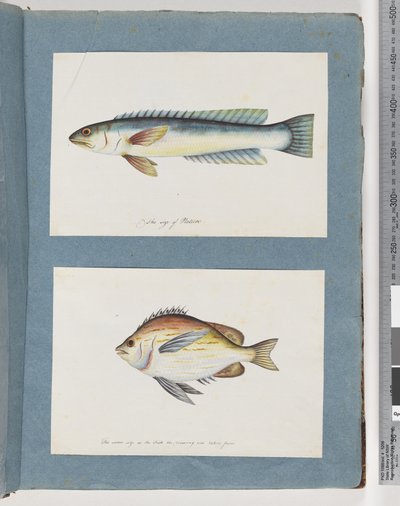 Sida 11. Oidentifierad fisk. 12. Oidentifierad fisk av Unknown artist