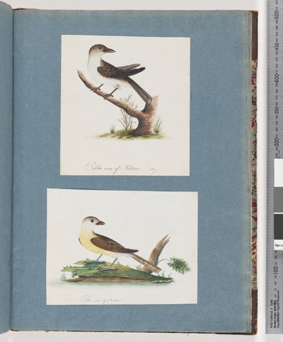 Sida 121. Oidentifierad fågel. 122. Oidentifierad fågel av Unknown artist