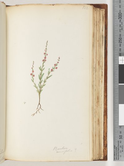 Sida 122. Baeckea densifolia, ev av Unknown artist