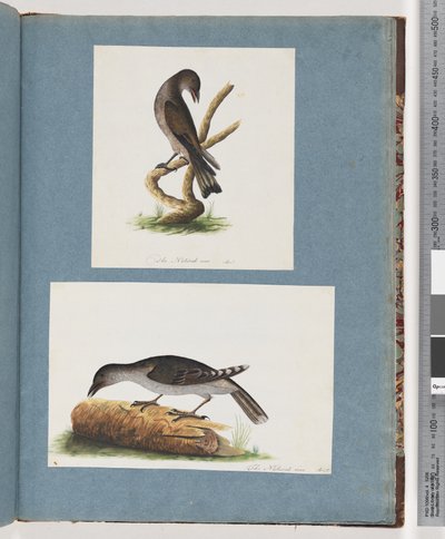 Sida 123. Oidentifierad fågel. 124. Oidentifierad fågel av Unknown artist
