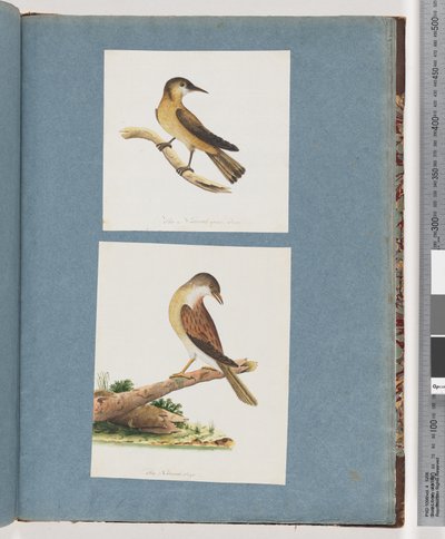 Sida 125. Oidentifierad fågel. 126. Oidentifierad fågel av Unknown artist