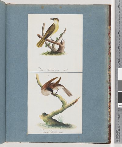 Sida 129. Oidentifierad fågel. 130. Oidentifierad fågel av Unknown artist