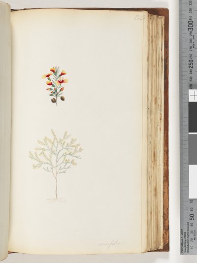 Sida 132. Ericifolia av Unknown artist