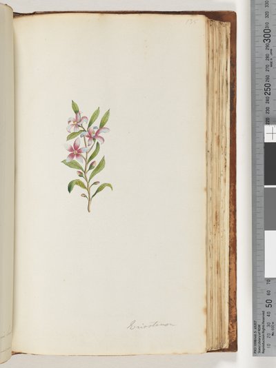 Sida 135. Eriostemon av Unknown artist