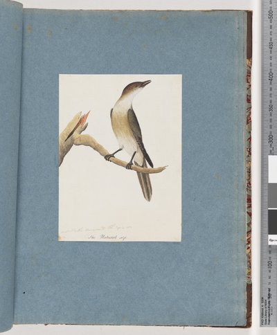 Sida 137. Oidentifierad fågel, möjligen Harmonic Thrush av Unknown artist