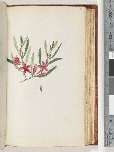 Sida 138. Namnlös blommande växt och insekt av Unknown artist
