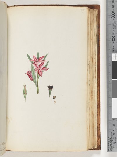 Sida 139. Namnlös blommande växt av Unknown artist