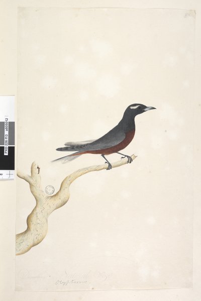 Sida 13. Ocyptamus. ovan titel i annan hand december. Naturlig storlek Vit, brynt träsvala Artamus superciliosus, hane, 1791-92 av Unknown artist
