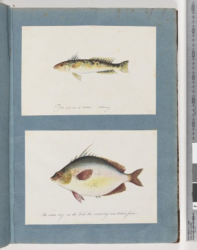Sida 13. Oidentifierad fisk. 14. Oidentifierad fisk av Unknown artist