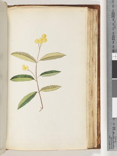 Sida 140. Oidentifierad blomma, oktober 1794 av Unknown artist