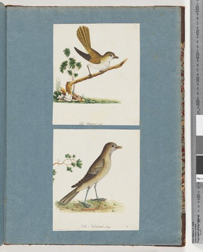 Sida 142. Oidentifierad fågel. 143. Oidentifierad fågel av Unknown artist