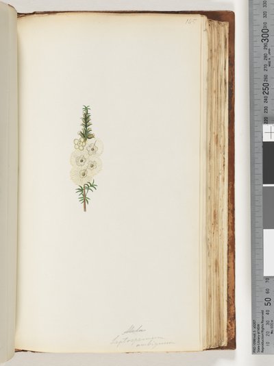 Sida 145. Alela / Leptospermum ambiguum av Unknown artist