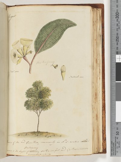 Sida 149. Naturlig storlek, en art av det röda gummiträdet, vanligen i N.S.W kallad Mohogony av Unknown artist