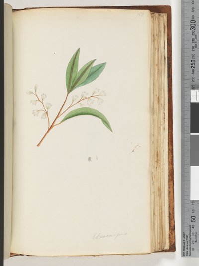 Sida 150. Elaeocarpus av Unknown artist