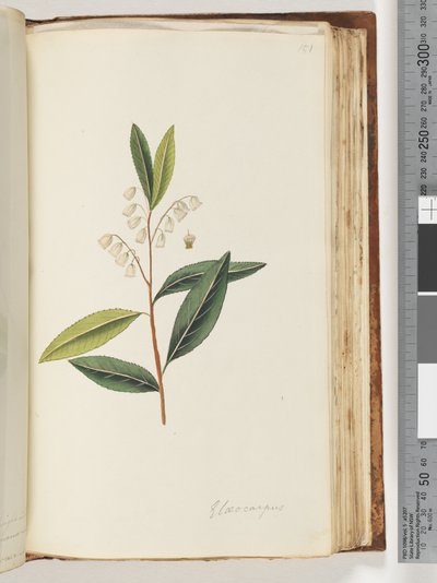 Sida 151. Elaeocarpus av Unknown artist