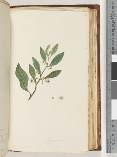 Sida 161. Myoporum av Unknown artist