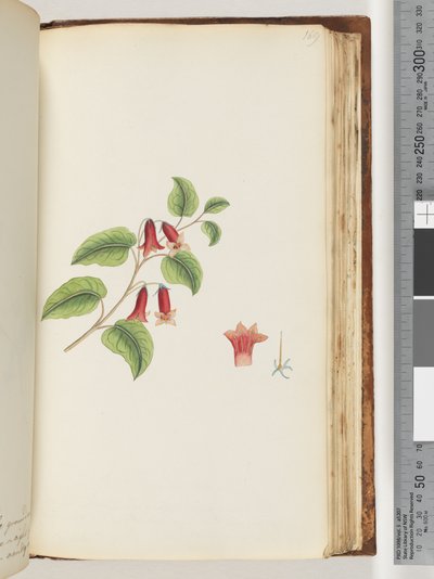 Sida 169. Namnlös blommande växt av Unknown artist