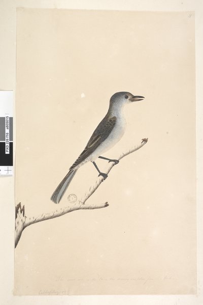 Sida 16. Ceblephyris längs nederkanten i annan hand Samma storlek som fågeln som teckningen är tagen ifrån. April Gråtorstrast Colluricincla munspel, 1791-92 av Unknown artist