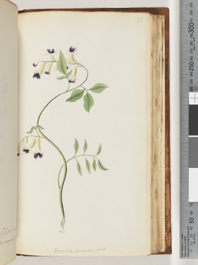 Sida 171. Bignonia australis H.K av Unknown artist
