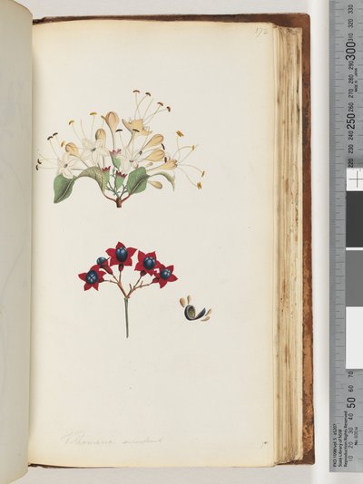 Sida 172. Volkameria scandens / The Cumberland Tree av Unknown artist
