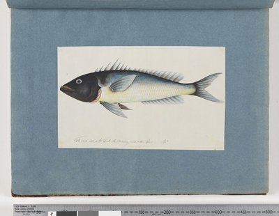 Sida 17. Oidentifierad fisk (akvarell på papper) av Unknown artist