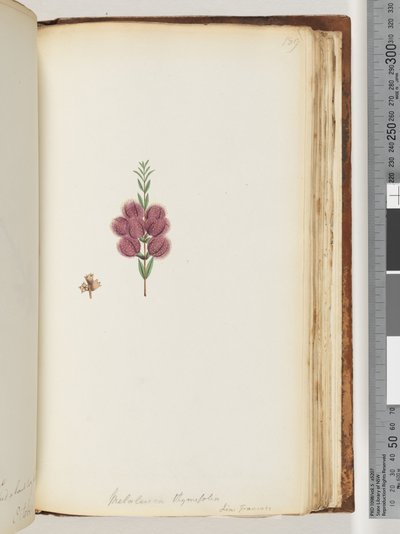 Sida 189. Melaleuca thymifolia. Lin: Transac av Unknown artist