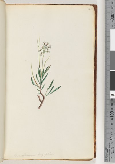 Sida 18. Conospermum longifolium Långbladiga konfröer av Unknown artist