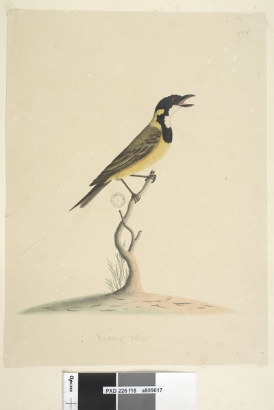 Sida 18. Naturlig storlek Golden Whistler Pachycephala pectoralis, hane, 1791-92 av Unknown artist
