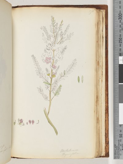 Sida 190. Melaleuca thymifolia / Timjanhonung, myrten av Unknown artist
