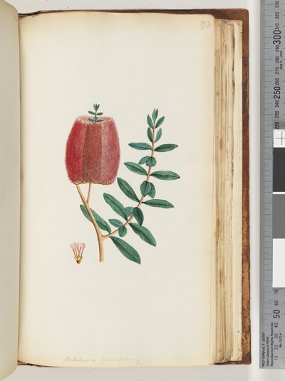 Sida 193. Melaleuca hypericifolia/röd honungsmyrten av Unknown artist